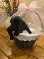 Sable girl Salt & Pepper -1, a female Giant Schnauzer for sale in Jacksboro, TX – 2 of 6