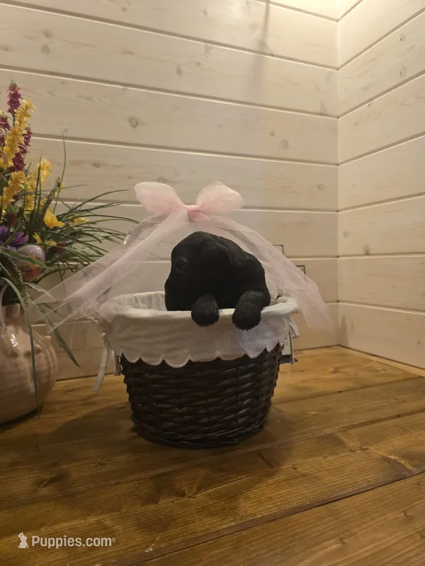 Sable girl solid black, a female Giant Schnauzer for sale in Jacksboro, TX – 1 of 1