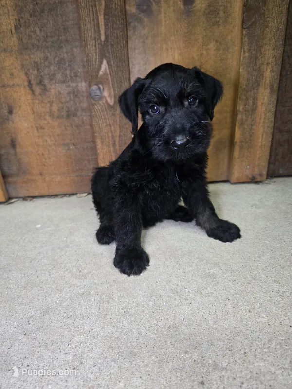 Sable boy solid black-2 – Giant Schnauzer puppy for sale in Jacksboro, TX