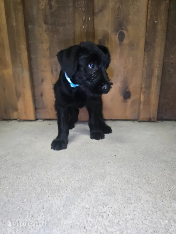 Sable boy solid black-4 – Giant Schnauzer puppy for sale in Jacksboro, TX