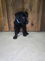 Sable boy black with tan on legs, a male Giant Schnauzer for sale in Jacksboro, TX – 1 of 7