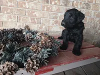 Carol, a female Giant Schnauzer for sale in Jacksboro, TX – Photo 5 of 7