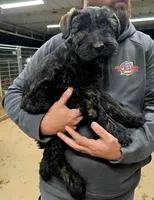 Carol, a female Giant Schnauzer for sale in Jacksboro, TX – Photo 2 of 7