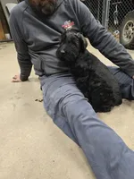 Carol, a female Giant Schnauzer for sale in Jacksboro, TX – Photo 1 of 7