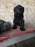 Carol, a female Giant Schnauzer for sale in Jacksboro, TX – Photo 4 of 7