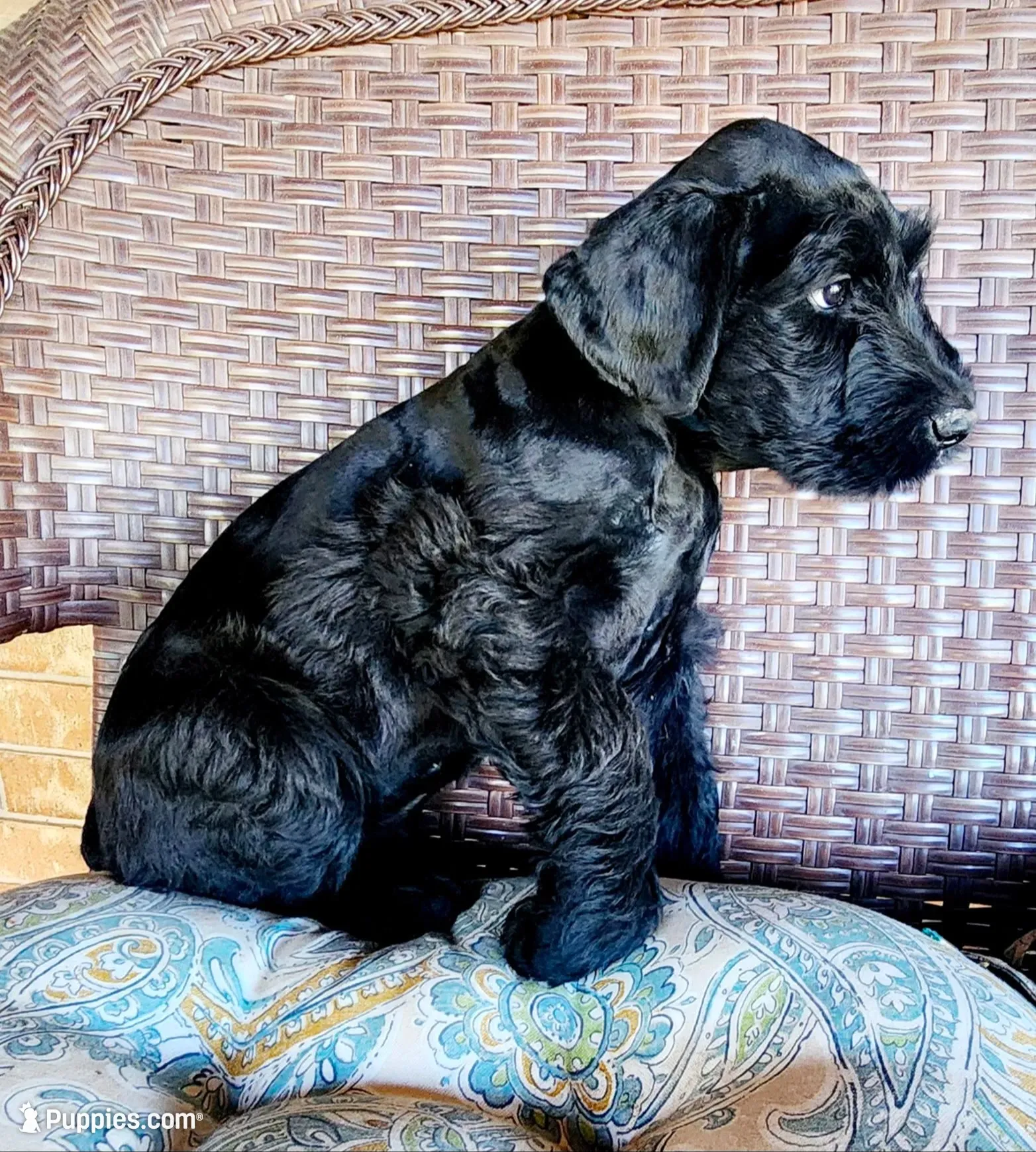 Sable boy solid black-4, a male Giant Schnauzer for sale in Jacksboro, TX – 6 of 6
