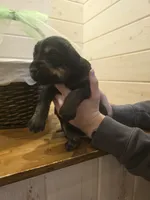 Sable boy solid Salt & Pepper , a male Giant Schnauzer for sale in Jacksboro, TX – 2 of 5