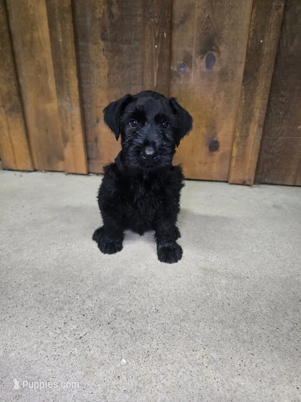 Sable boy solid black-3 – Giant Schnauzer puppy for sale in Jacksboro, TX