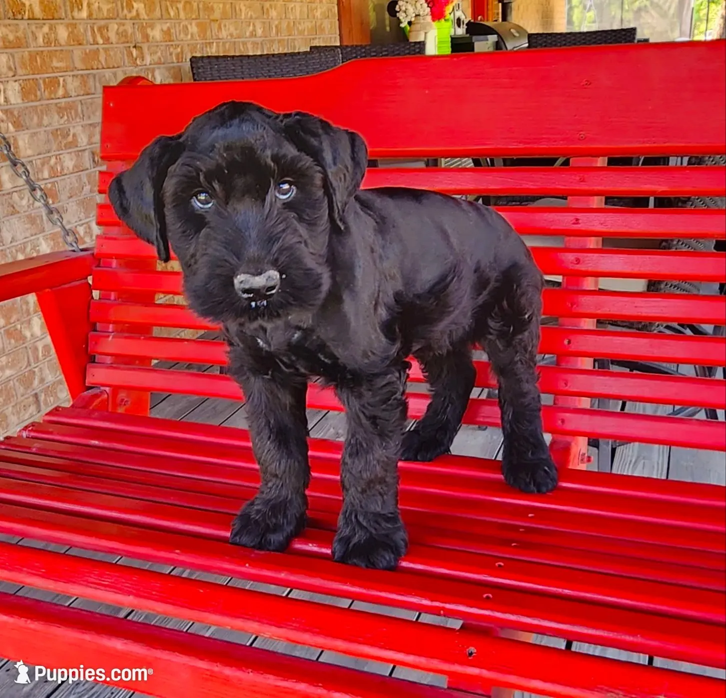Sable boy solid black-4, a male Giant Schnauzer for sale in Jacksboro, TX – 5 of 6