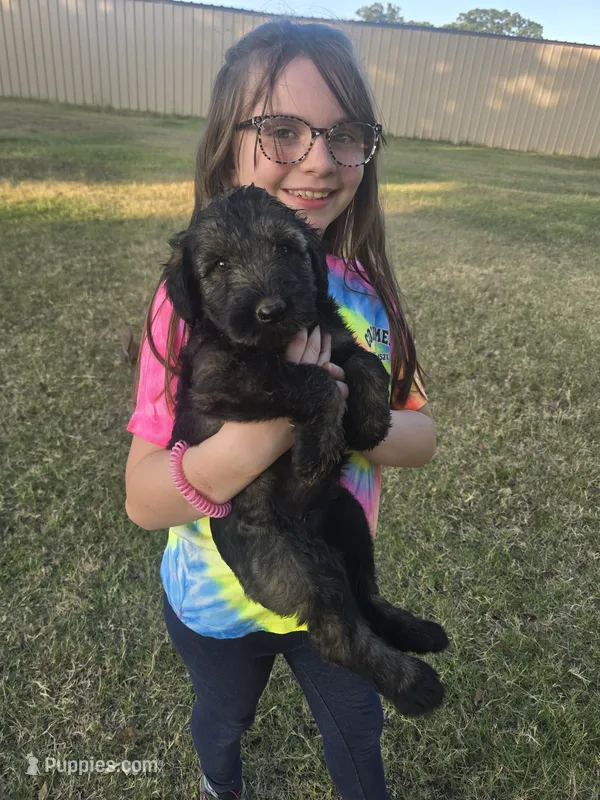Sable girl Salt & Pepper -1 – Giant Schnauzer puppy for sale in Jacksboro, TX