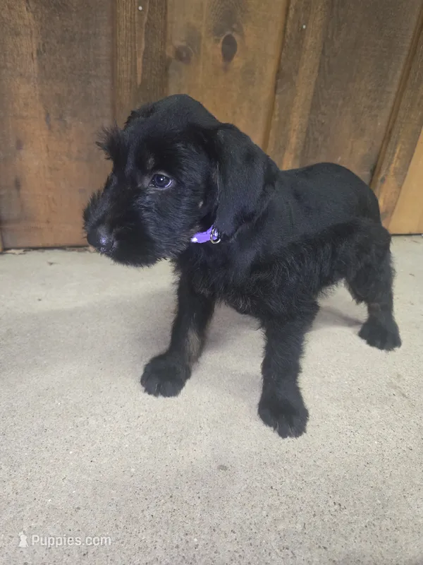 Sable girl Black with a little tan – Giant Schnauzer puppy for sale in Jacksboro, TX