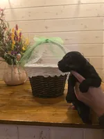 Sable boy solid Salt & Pepper-2, a male Giant Schnauzer for sale in Jacksboro, TX – 2 of 6