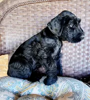 Sable girl solid black-1, a female Giant Schnauzer for sale in Jacksboro, TX – 3 of 5
