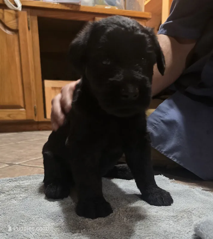Sable boy solid black-1 – Giant Schnauzer puppy for sale in Jacksboro, TX