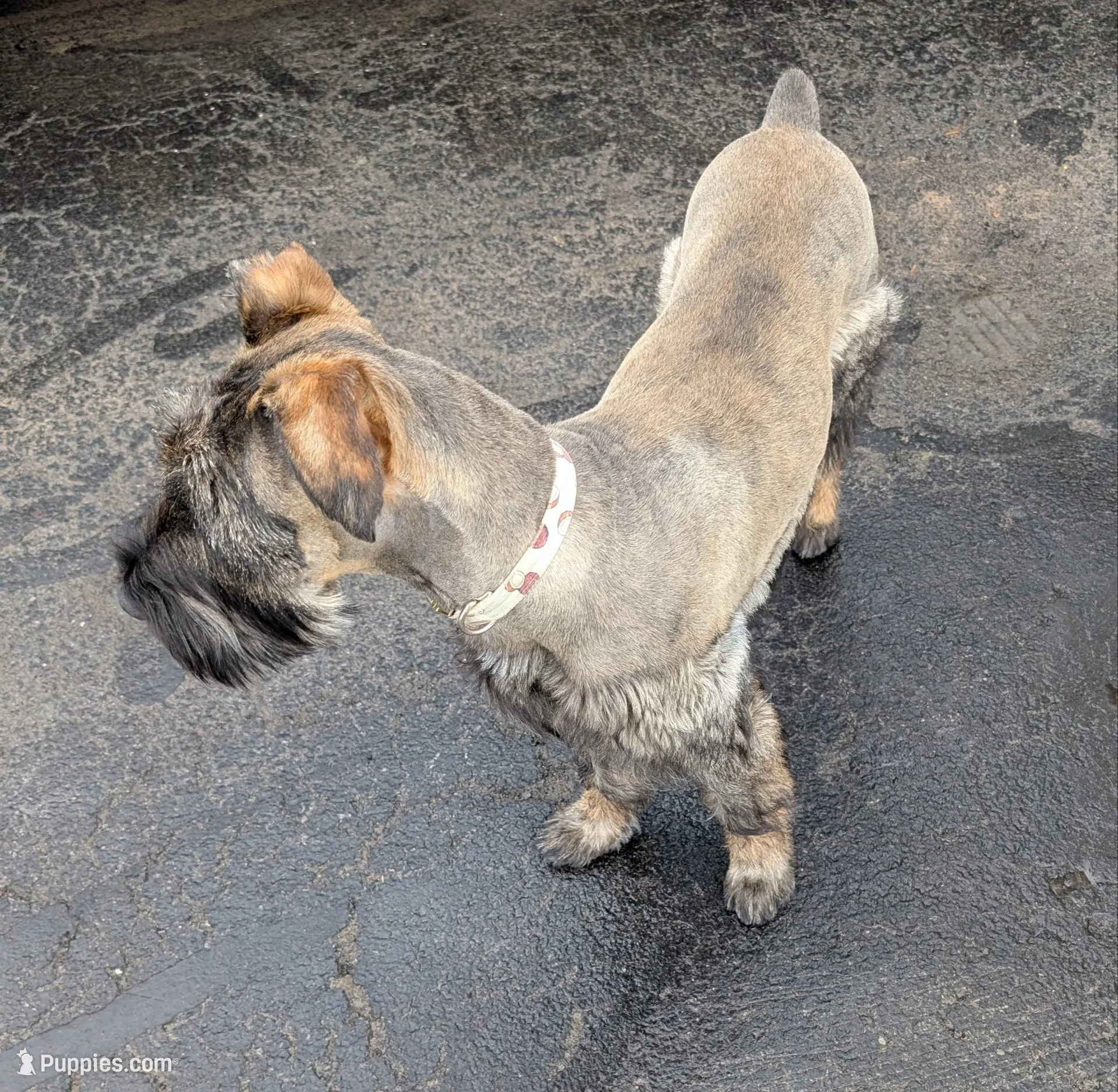 Sable boy solid Salt & Pepper , a male Giant Schnauzer for sale in Jacksboro, TX – 4 of 5
