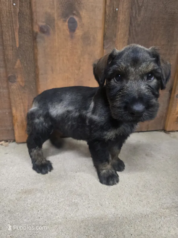 Sable boy solid Salt & Pepper-2 – Giant Schnauzer puppy for sale in Jacksboro, TX