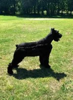 Sable girl solid black-1, a female Giant Schnauzer for sale in Jacksboro, TX – 4 of 5