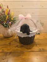 Sable girl Salt & Pepper -1, a female Giant Schnauzer for sale in Jacksboro, TX – 1 of 6