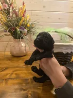 Sable boy solid black-3, a male Giant Schnauzer for sale in Jacksboro, TX – 2 of 6