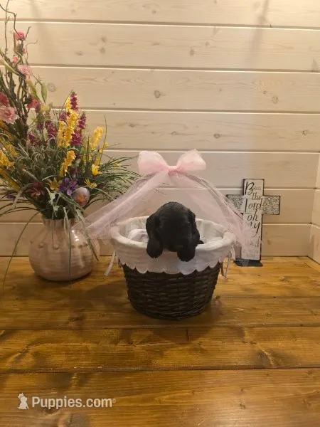 Sable girl solid black-2 – Giant Schnauzer puppy for sale in Jacksboro, TX