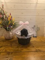 Sable girl solid black-2, a female Giant Schnauzer for sale in Jacksboro, TX – 1 of 1