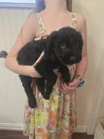 Sable girl solid black-1, a female Giant Schnauzer for sale in Jacksboro, TX – 4 of 8