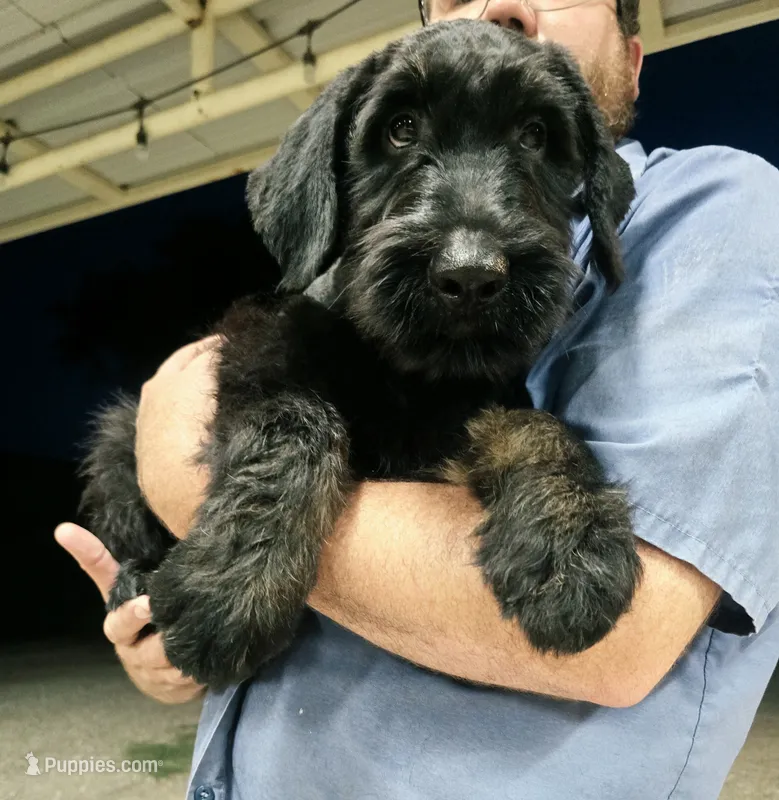 Sable's Boy – Giant Schnauzer puppy for sale in Jacksboro, TX