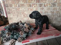 Holly, a female Giant Schnauzer for sale in Jacksboro, TX – Photo 3 of 5