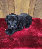 Holly, a female Giant Schnauzer for sale in Jacksboro, TX – Photo 1 of 5