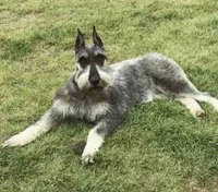 Holly, a female Giant Schnauzer for sale in Jacksboro, TX – Photo 5 of 5