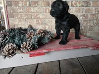 Holly, a female Giant Schnauzer for sale in Jacksboro, TX – Photo 2 of 5