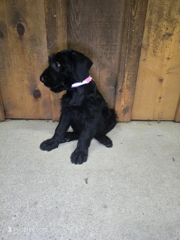 Sable girl solid black-2 – Giant Schnauzer puppy for sale in Jacksboro, TX