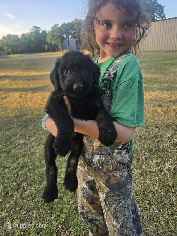 Sable girl Black with a little tan – Giant Schnauzer puppy for sale in Jacksboro, TX