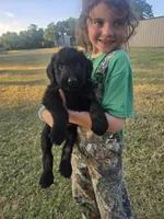 Sable girl Black with a little tan, a female Giant Schnauzer for sale in Jacksboro, TX – 1 of 2