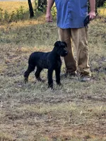 Sable girl solid black-1, a female Giant Schnauzer for sale in Jacksboro, TX – 3 of 8