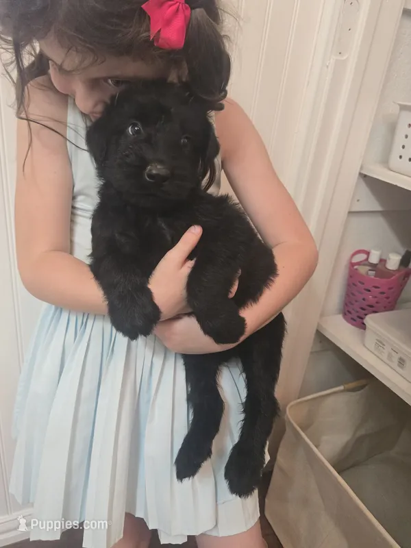 Sable girl solid black-2 – Giant Schnauzer puppy for sale in Jacksboro, TX
