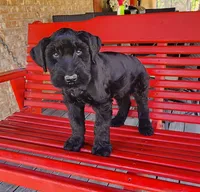 Sable girl solid black-1, a female Giant Schnauzer for sale in Jacksboro, TX – 2 of 5