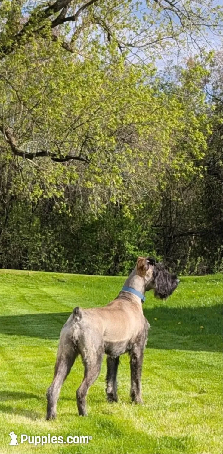 Sable boy solid Salt & Pepper-2, a male Giant Schnauzer for sale in Jacksboro, TX – 5 of 6
