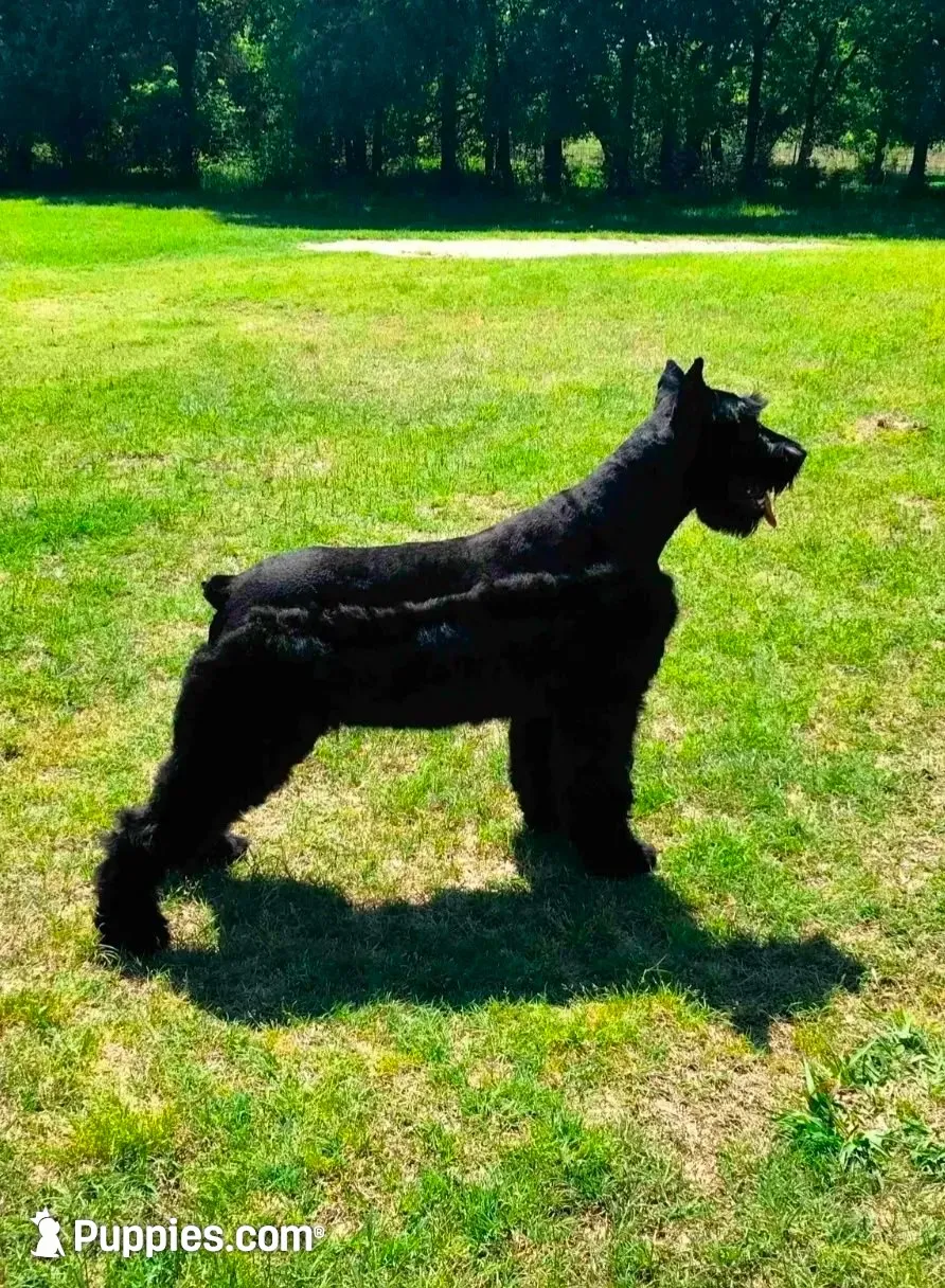 Sable boy solid Salt & Pepper-1, a male Giant Schnauzer for sale in Jacksboro, TX – 3 of 7