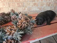 Christopher, a male Giant Schnauzer for sale in Jacksboro, TX – Photo 2 of 4