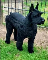Christopher, a male Giant Schnauzer for sale in Jacksboro, TX – Photo 3 of 4