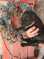 Christopher, a male Giant Schnauzer for sale in Jacksboro, TX – Photo 1 of 4
