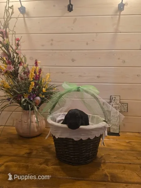 Sable boy solid black-3 – Giant Schnauzer puppy for sale in Jacksboro, TX