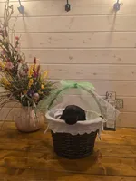Sable boy solid black-3, a male Giant Schnauzer for sale in Jacksboro, TX – 1 of 6