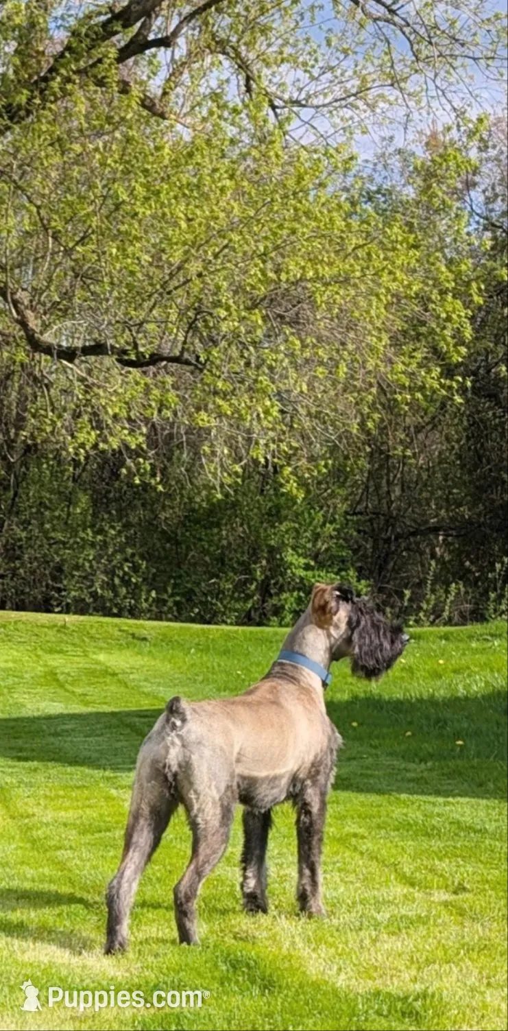 Sable boy solid Salt & Pepper , a male Giant Schnauzer for sale in Jacksboro, TX – 5 of 5