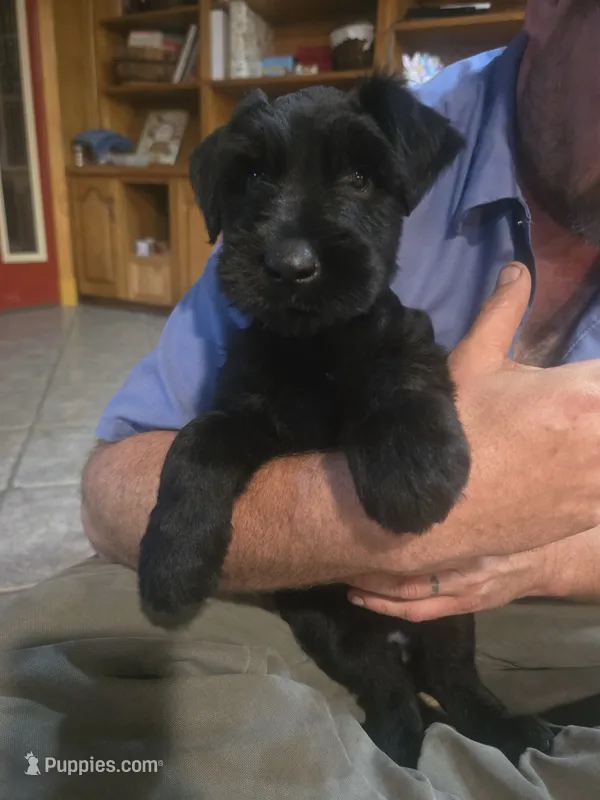 Sable boy solid black-1 – Giant Schnauzer puppy for sale in Jacksboro, TX