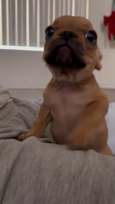 abraham , a male French Bulldog for sale in Burbank, CA – 4 of 5
