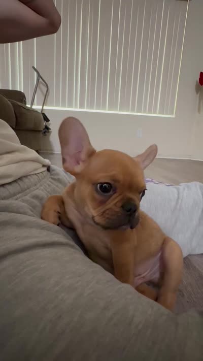 abraham , a male French Bulldog for sale in Burbank, CA – 5 of 5