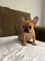 abraham , a male French Bulldog for sale in Burbank, CA – 2 of 5
