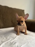 abraham , a male French Bulldog for sale in Burbank, CA – 1 of 5